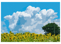 Champs de tournesols et nuages cotonneux
